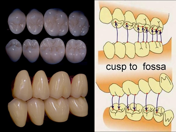 cusp to fossa