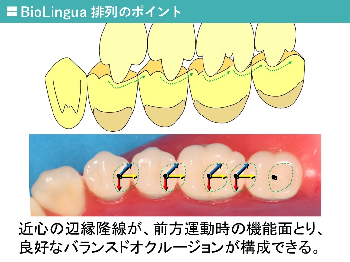 BioLingua　排列のポイント