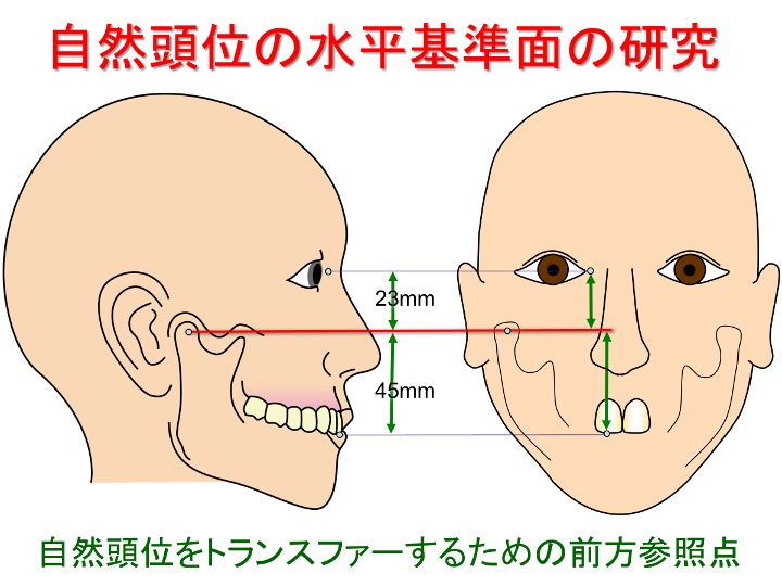 自然頭位の水平基準面の研究