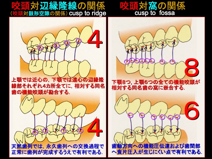 咬頭対辺縁隆線の関係